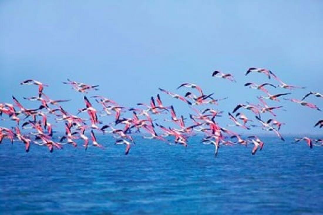 Lesser Flamingo tropical bird Lake Chilka Barkul Orissa Canvas Art - Keren Su DanitaDelimont (36 x 24)