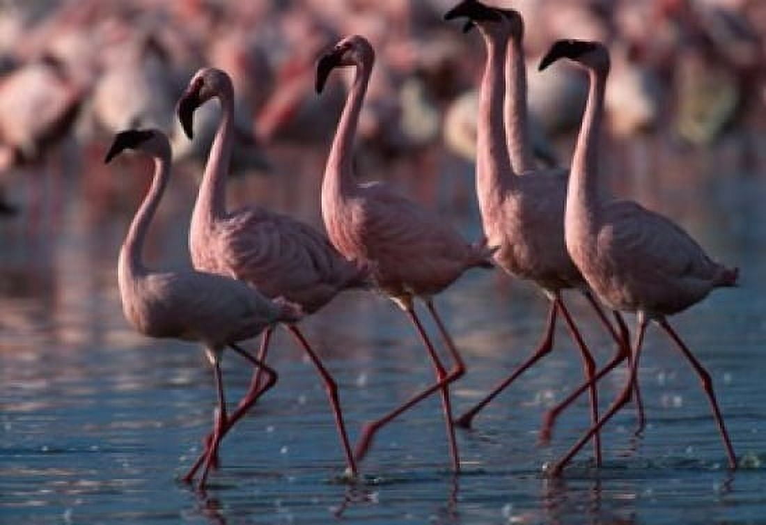 Lesser Flamingoes Lake Nakuru National Park Kenya Canvas Art - Paul Souders DanitaDelimont (29 x 20)