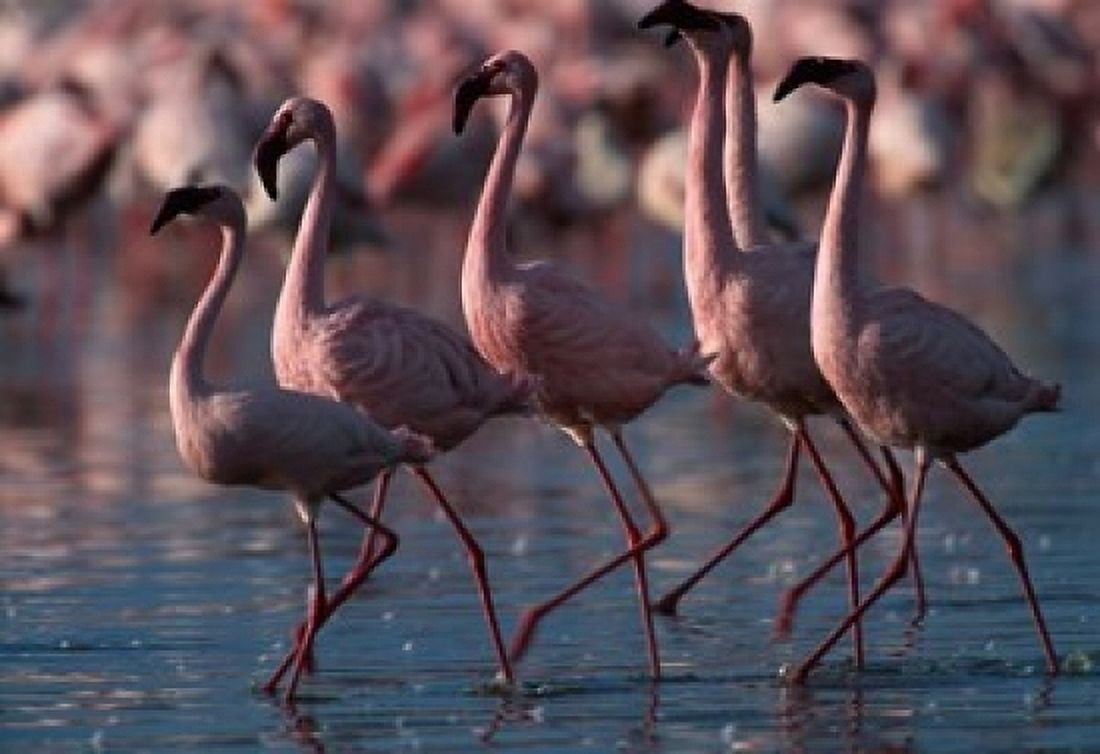 Lesser Flamingoes Lake Nakuru National Park Kenya Canvas Art - Paul Souders DanitaDelimont (36 x 24)