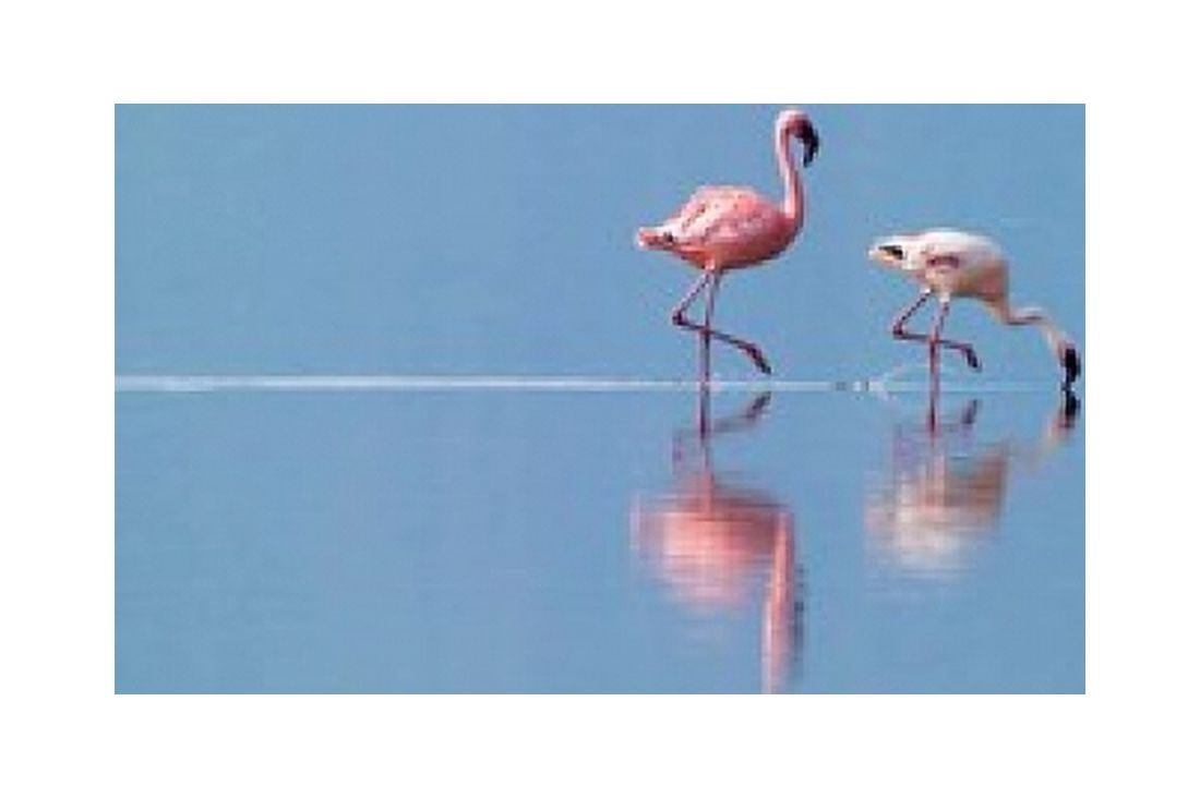Lesser Flamingoes (Phoenicopterus minor) Lake Nakuru Kenya Canvas Art - Keren Su DanitaDelimont (35 x 23)