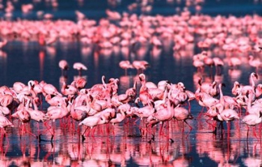 Lesser Flamingos Lake Nakuru Kenya Canvas Art - Charles Sleicher DanitaDelimont (19 x 12)