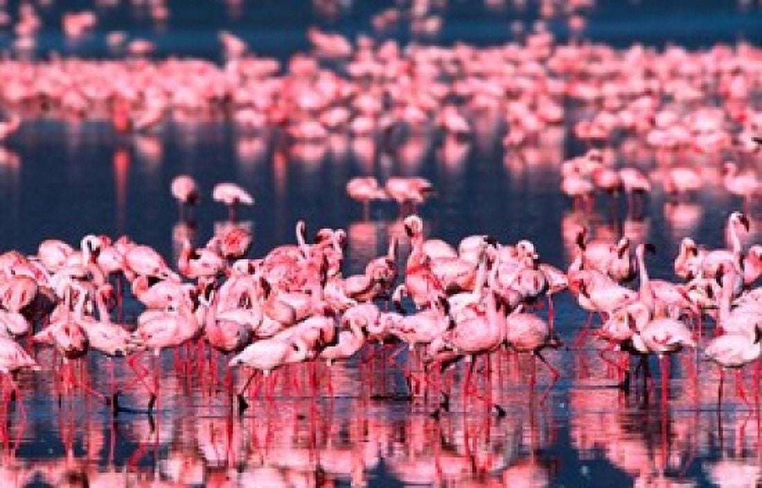 Lesser Flamingos Lake Nakuru Kenya Canvas Art - Charles Sleicher DanitaDelimont (38 x 24)