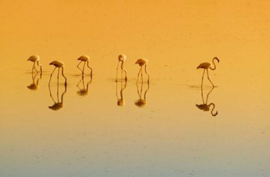 Lesser Flamingos on the Lake Udaipur Rajasthan India Canvas Art - Keren Su DanitaDelimont (26 x 17)