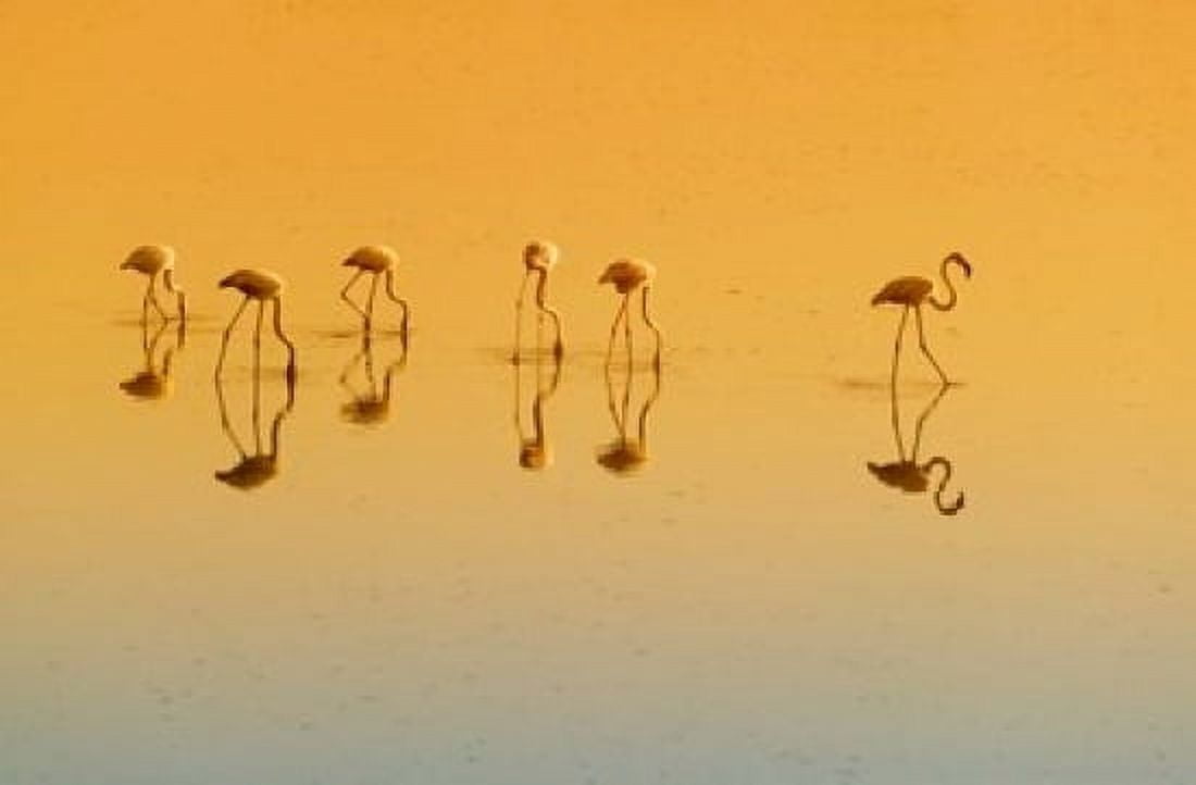 Lesser Flamingos on the Lake Udaipur Rajasthan India Canvas Art - Keren Su DanitaDelimont (36 x 24)