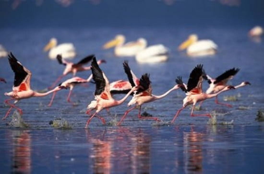 Lesser Flamingos running on water Lake Nakuru National Park Kenya Canvas Art - Adam Jones DanitaDelimont (24 x 15)