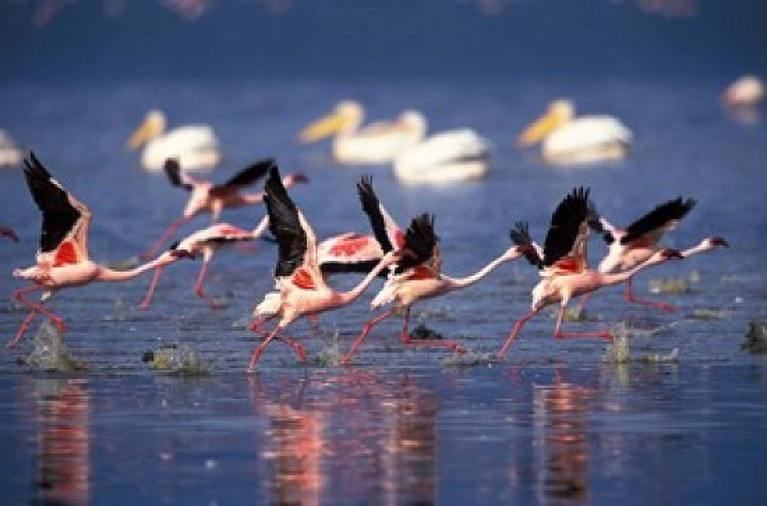 Lesser Flamingos running on water Lake Nakuru National Park Kenya Canvas Art - Adam Jones DanitaDelimont (35 x 24)