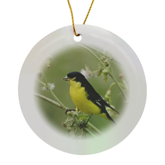 3drose, Lesser Goldfinch Bird, Hill Country, Texas - Na02 Rnu0180 - Rolf Nussbaumer, Circle Porcelain Ornament