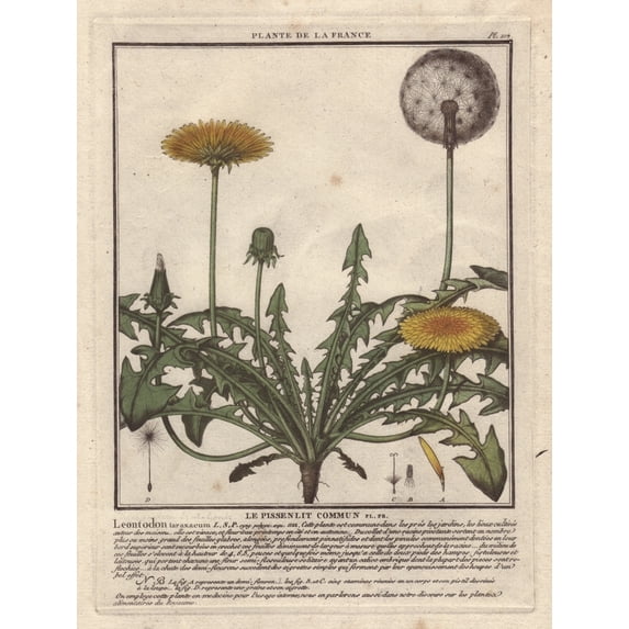 Lesser Hawkbit, Leontodon Taraxacoides Poster Print By ® Florilegius Mary Evans (24 X 36)