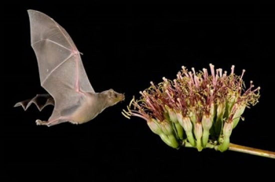 Lesser Long-Nosed Bat in Flight Feeding on Agave Blossom Tuscon Arizona Canvas Art - Rolf Nussbaumer DanitaDelimont (35 x 23)