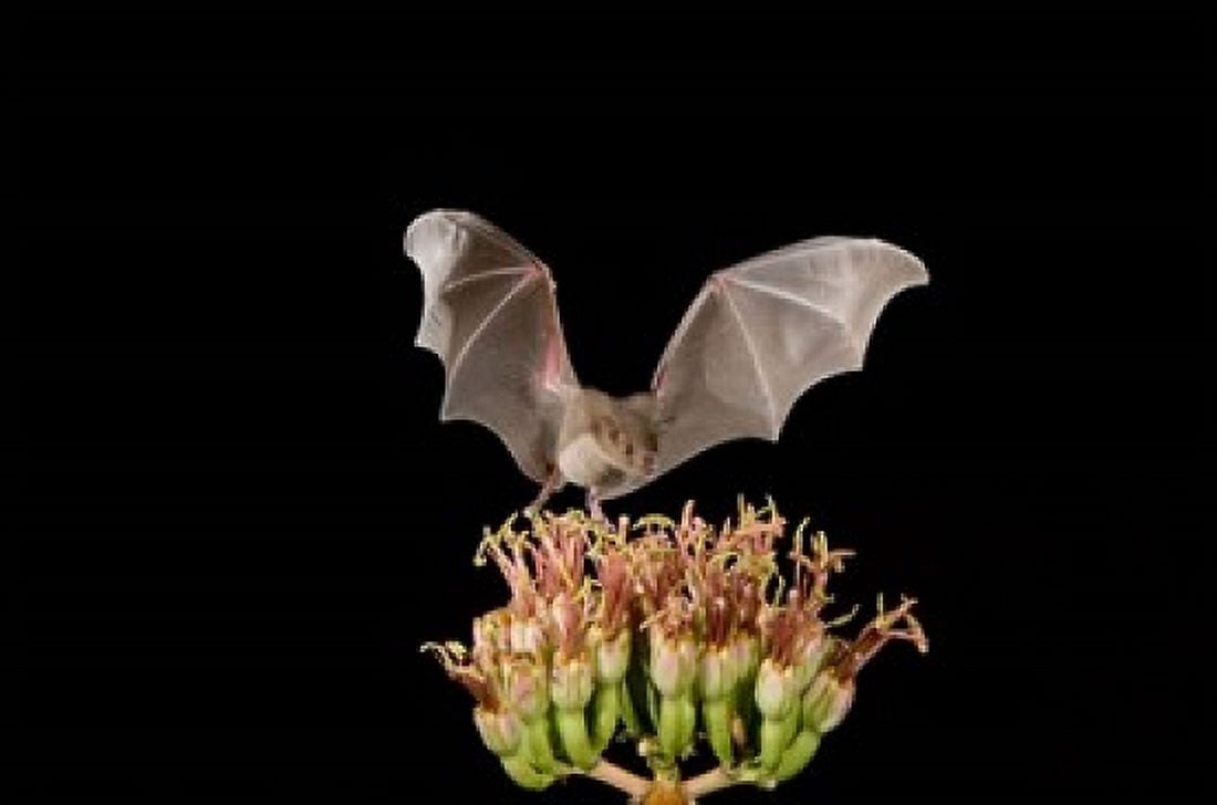 Lesser Long-nosed Bat Tuscon Arizona Canvas Art - Rolf Nussbaumer DanitaDelimont (35 x 23)