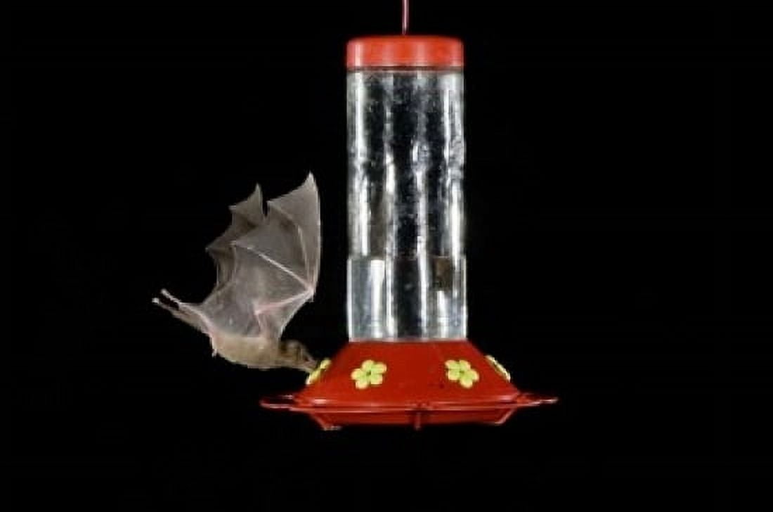 Lesser Long-nosed Bat feeding Tuscon Arizona Canvas Art - Rolf Nussbaumer DanitaDelimont (24 x 15)