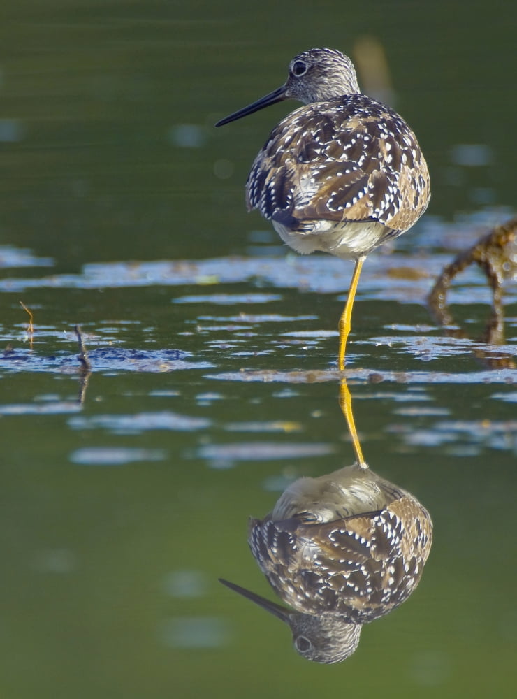 A Lesser Yellowlegs Standing On One Leg Is Reflected In The Still Water Of Westerchester Lagoon Anchorage Alaska Canvas Art - Brian Guzzetti Design Pics (26 x 36)