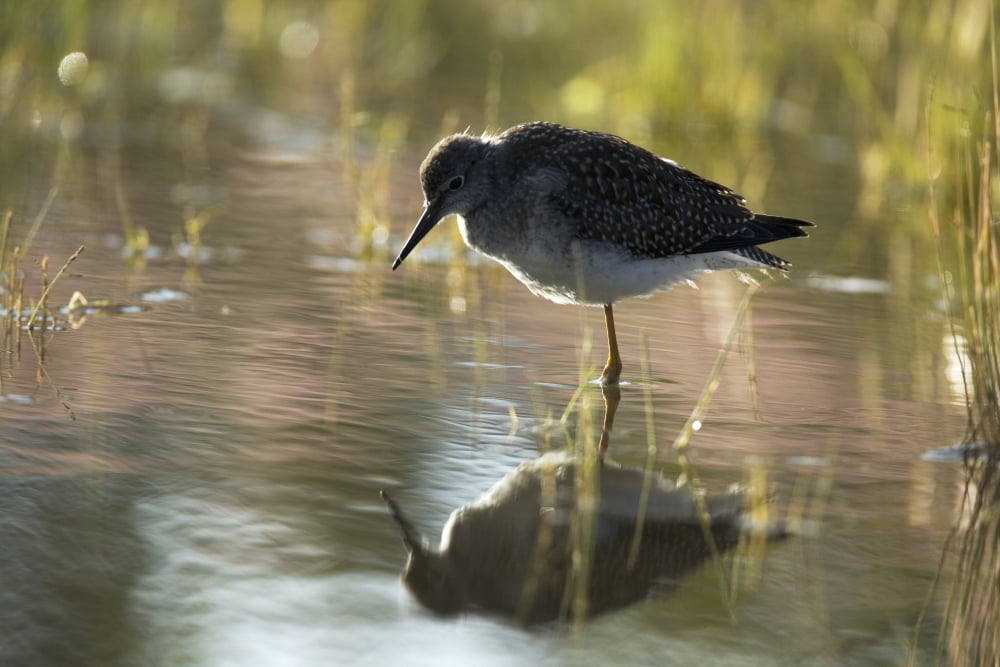 Lesser Yellowlegs (Tringa Flavipes) Standing In Water Ivvavik National Park Yukon Canvas Art - Philippe Henry Design Pics (17 x 11)