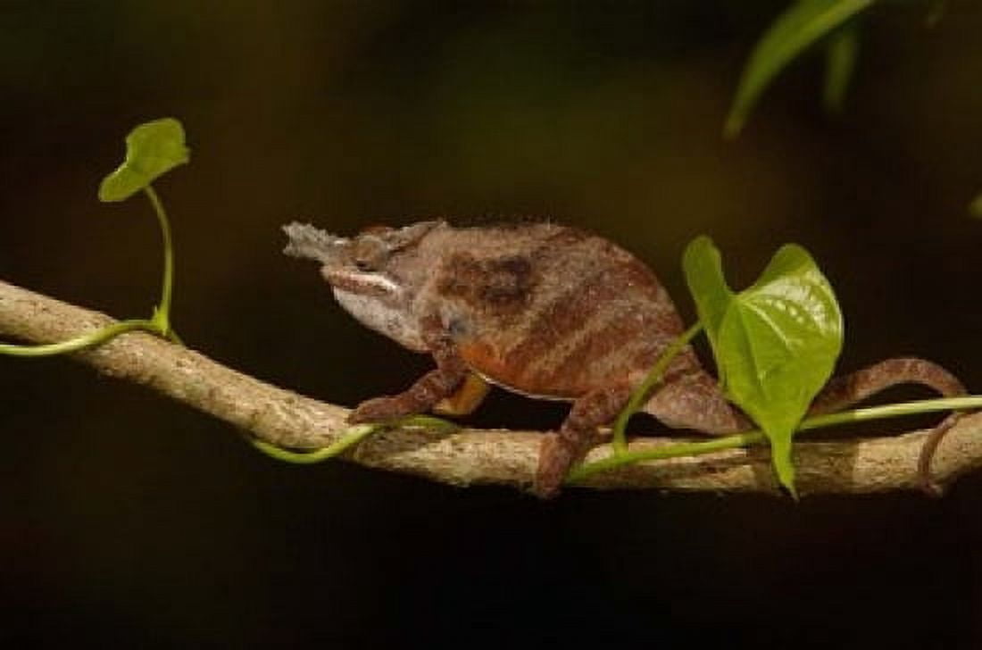 Lesser chameleon lizard crop fields MADAGASCAR Canvas Art - Pete Oxford DanitaDelimont (19 x 12)
