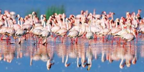 Lesser flamingo Lake Nakuru Kenya Canvas Art - Frank Krahmer (10 x 20)
