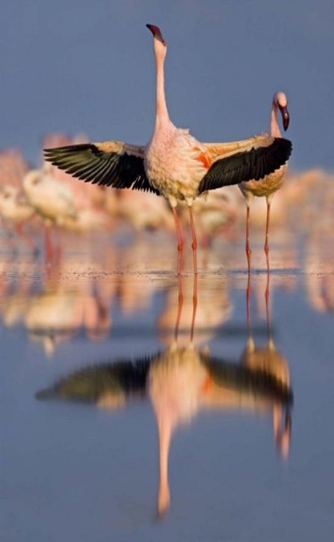 Lesser flamingo wading in water Lake Nakuru Kenya (Phoenicopterus minor) Canvas Art - Panoramic Images (40 x 24)