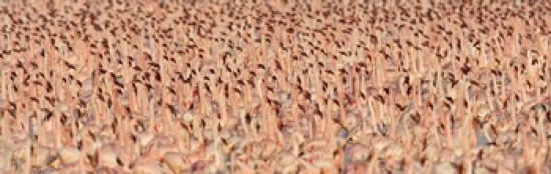 Lesser flamingos Canvas Art - Panoramic Images (18 x 6)
