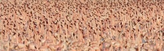 Lesser flamingos Canvas Art - Panoramic Images (36 x 12)