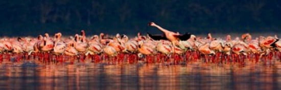 Lesser flamingos (Phoenicopterus minor) in a lake Lake Nakuru Lake Nakuru National Park Kenya Canvas Art - Panoramic Images (18 x 6)