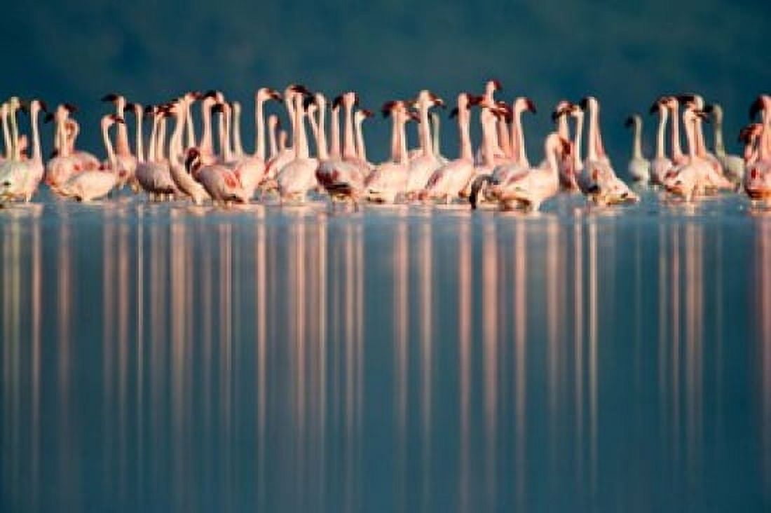 Lesser flamingos (Phoenicopterus minor) in a lake Lake Nakuru Lake Nakuru National Park Kenya Canvas Art - Panoramic Images (36 x 24)