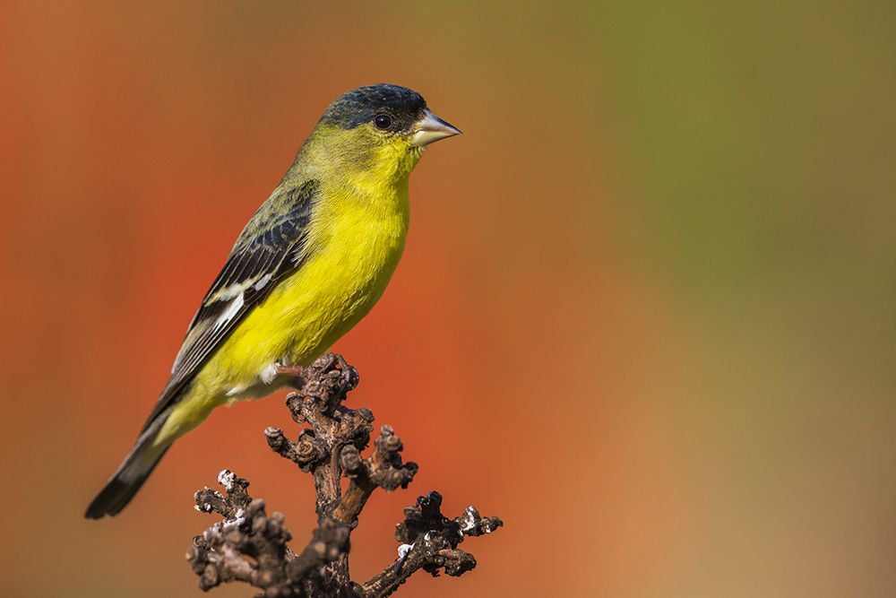 Lesser goldfinch posing on cactus stem-Southern California-USA Poster