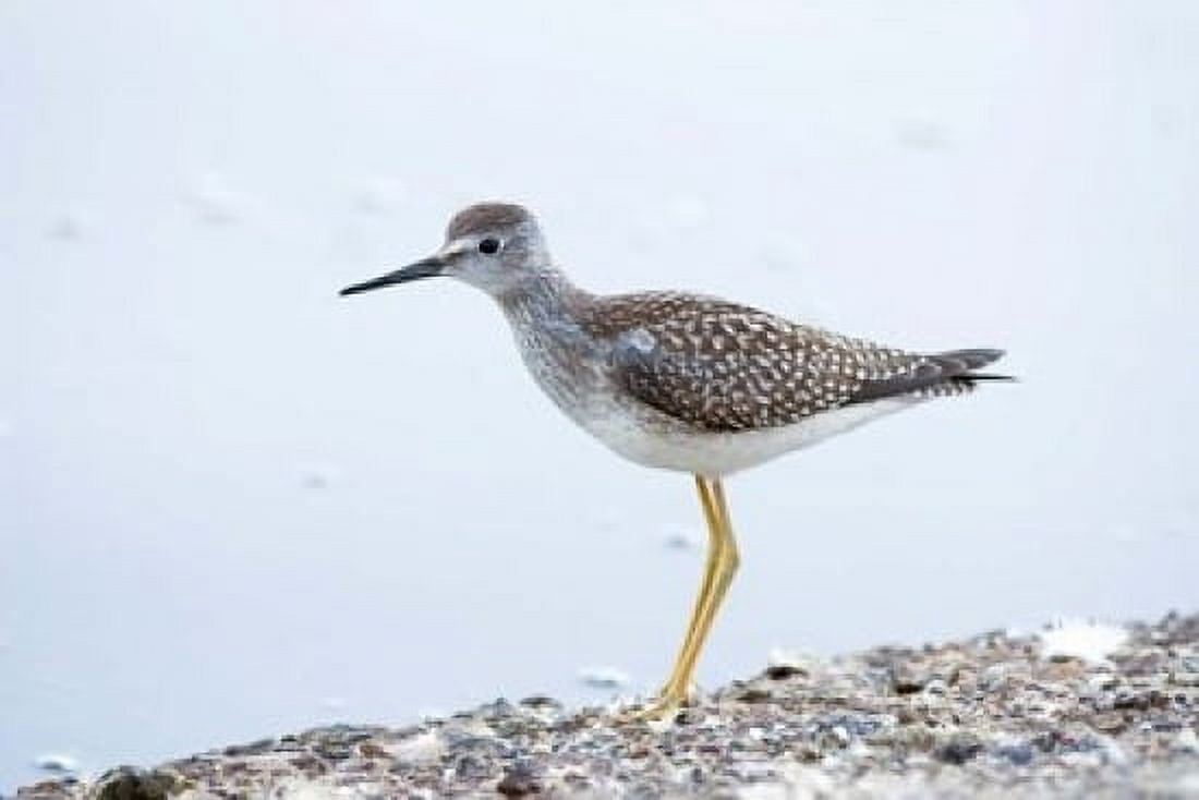 Lesser yellowleg bird Stanley Park British Columbia Canvas Art - Paul Colangelo DanitaDelimont (36 x 24)