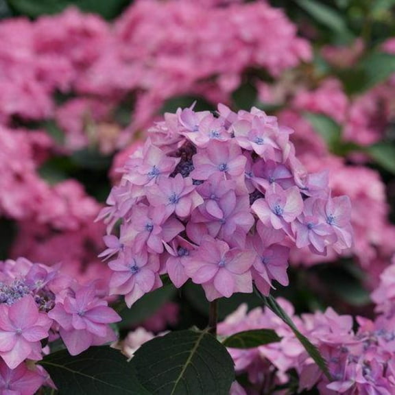 Let's Dance Can Do Reblooming hydrangea
