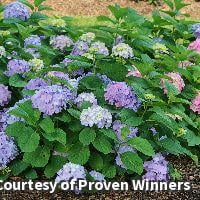 Let's Dance Sky View Hydrangea- 3 Gallon Shrub