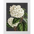 thumbnail image 1 of Lettered And Lined 19x24 White Modern Wood Framed Museum Art Print Titled - Hydrangea, 1 of 4