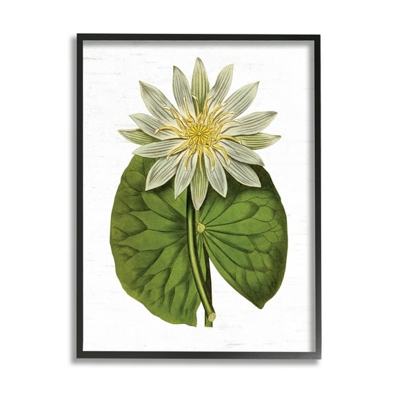 Lettered and Lined Vintage Water Lily Floral and Pond Plant Pad 11" x 14" Framed Painting Art Prints by Stupell Home Décor