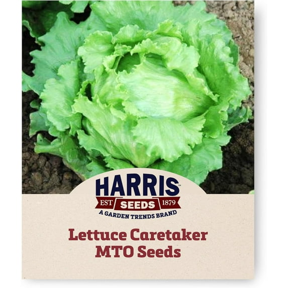 Harris Seeds - Lettuce Seeds Caretaker MTO Variety - Green Leaves - 250 Seeds