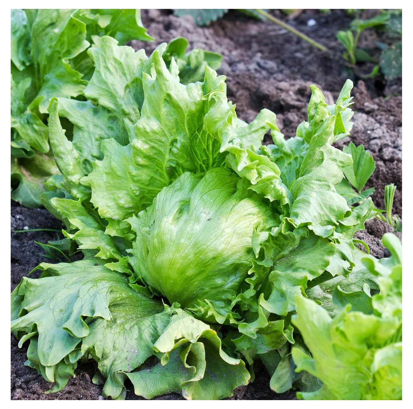 Lettuce Garden Seeds Crisphead Great Lakes 1184 Oz 100,000 Seeds