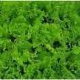 thumbnail image 1 of Lettuce Green Grand Rapids Great Heirloom Vegetable 10,000 Seeds, 1 of 1