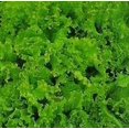 thumbnail image 1 of Lettuce Green Grand Rapids Great Heirloom Vegetable 3,000 Seeds, 1 of 1