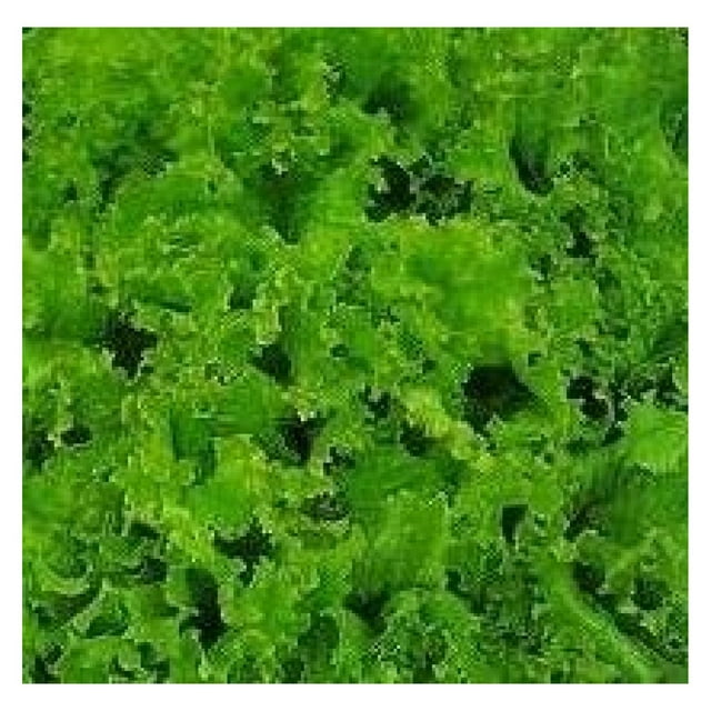 Lettuce Green Grand Rapids Great Heirloom Vegetable by Drevy Bulk 1 Lb
