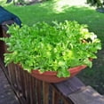 thumbnail image 1 of Harris Seeds - Lettuce Seeds Green Salad Bowl Variety Tender Sweet Leaves - 1 Lb., 1 of 7