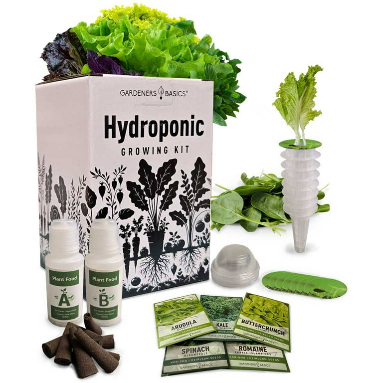 where can i buy lucky bamboo plants Lucky Bamboo  Country Elegance Florist