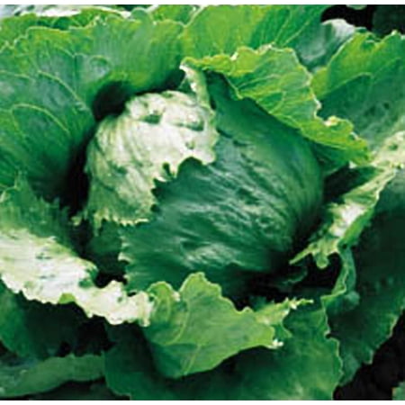 Lettuce Iceberg BULK 40,000 Seeds Great Heirloom Vegetable