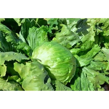 Lettuce Iceberg Seed - 1 Packet