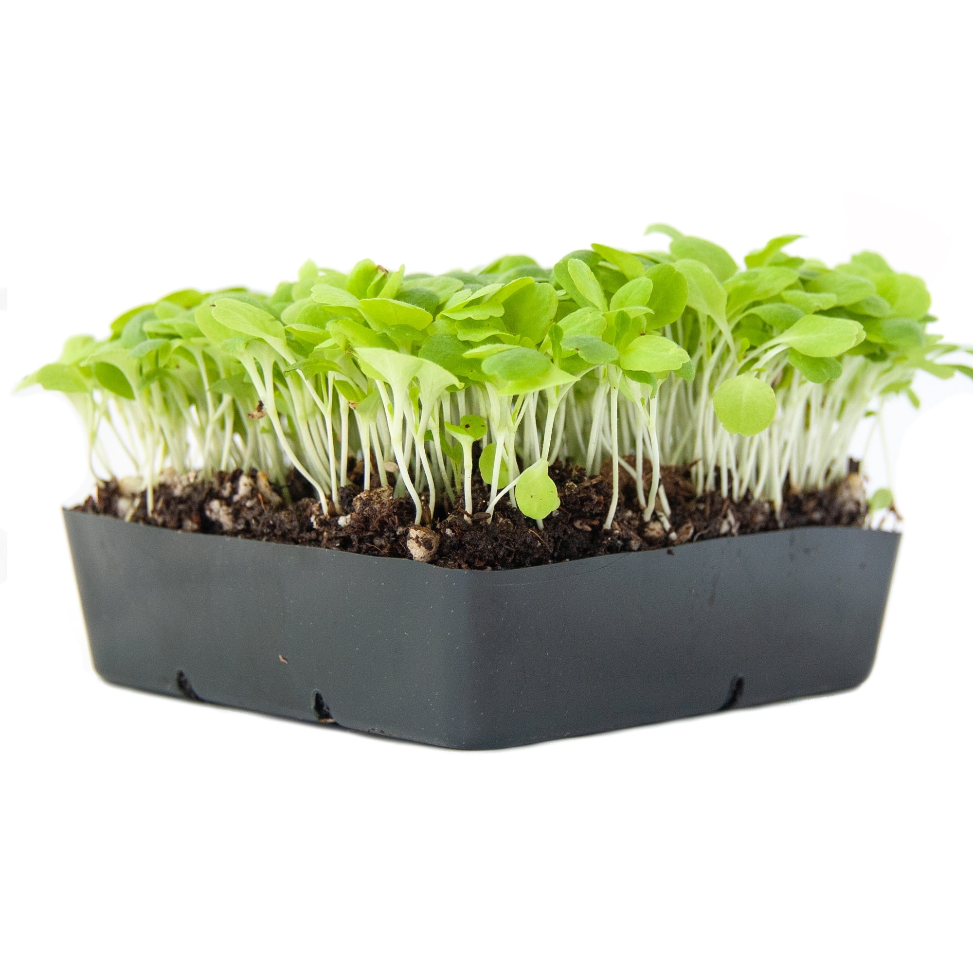 Lettuce Microgreens Seeds - 1 Lb ~400,000 Seeds - Grow Non-GMO Micro Lettuce & Baby Salad Greens - Premium Seed - High Germination Rate