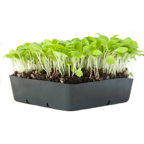 Lettuce Microgreens Seeds - 1 Oz ~25,000 Seeds - Grow Non-GMO Micro Lettuce & Baby Salad Greens - Premium Seeds - High Germination Rate