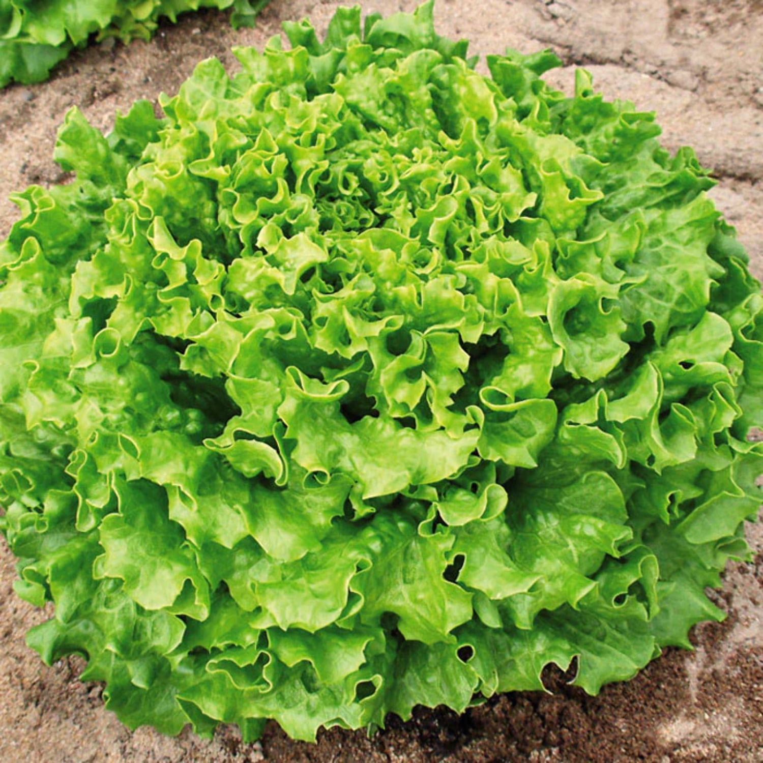 WonLiq Lettuce Keeper, Salad Keeper Container Lettuce Crisper, Keep  Vegetables and Fruits Crispy and Fresh for Salad Berry Lettuce Food Meat  Fish
