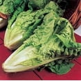thumbnail image 1 of Lettuce Parris Island Romaine Great Heirloom Vegetable 1,500 Seeds, 1 of 1