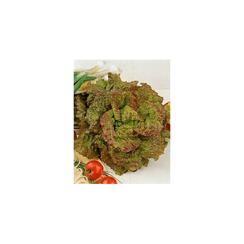 Lettuce Prizehead Great Heirloom Vegetable Bulk 1 Lb