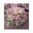 thumbnail image 1 of Lettuce Red Sails Great Heirloom Vegetable Seeds by Seed Kingdom (1/4 Lb Seeds), 1 of 1