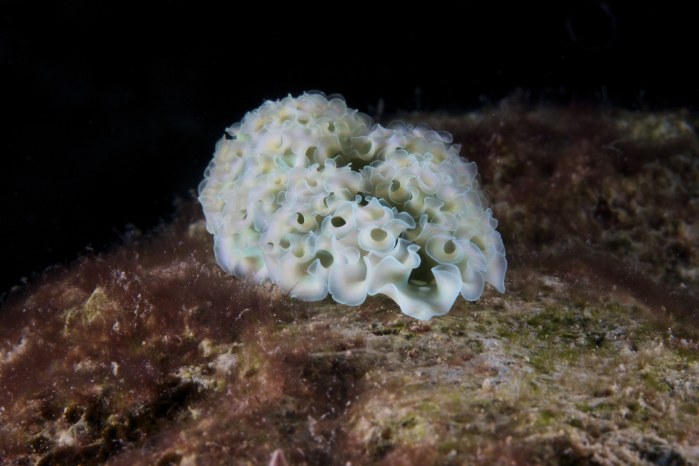 Lettuce Sea Slug Bonaire Caribbean Netherlands Canvas Art - Terry MooreStocktrek Images (35 x 23)