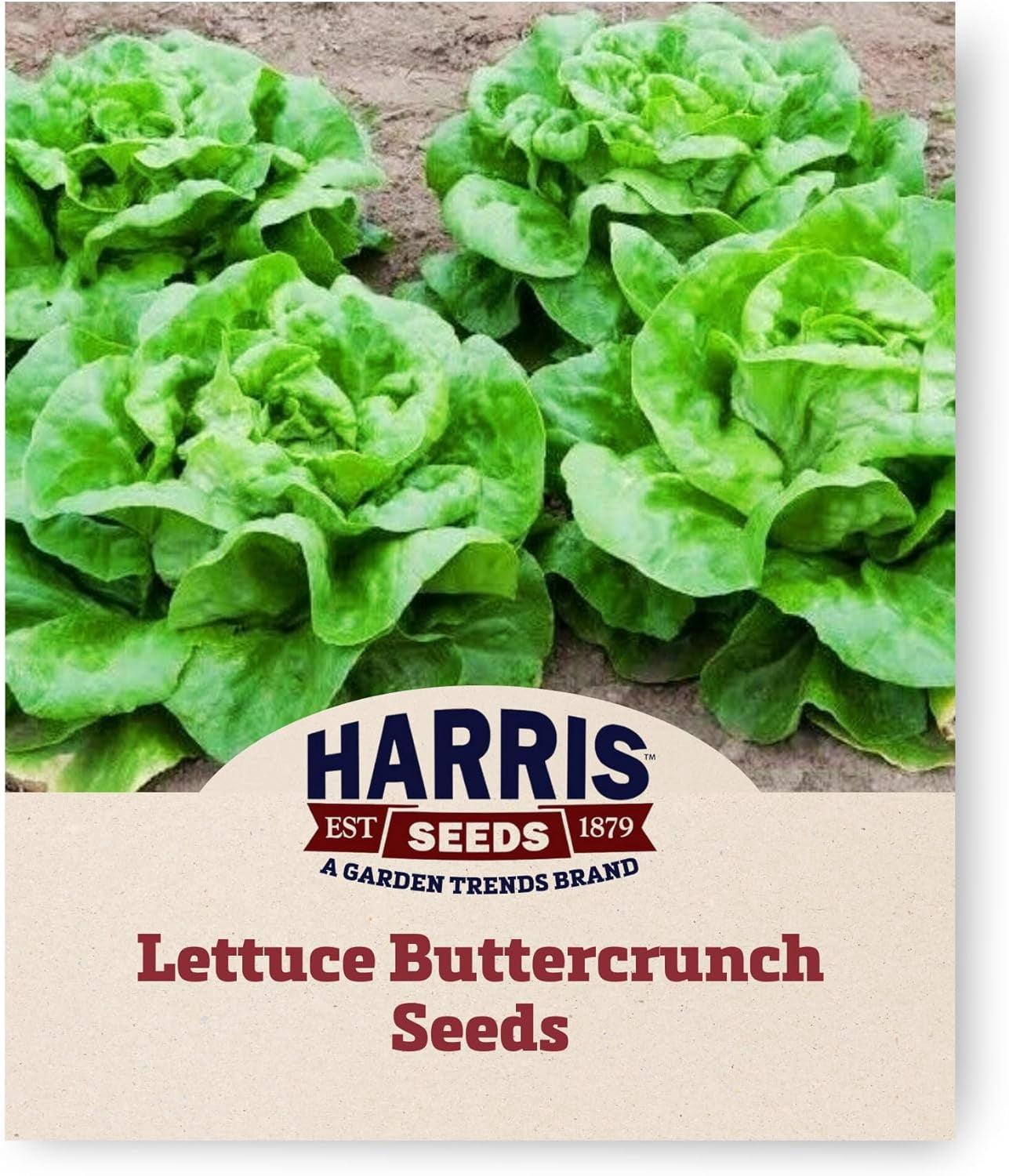 Harris Seeds Buttercrunch Lettuce Seed - Thumbnail 2
