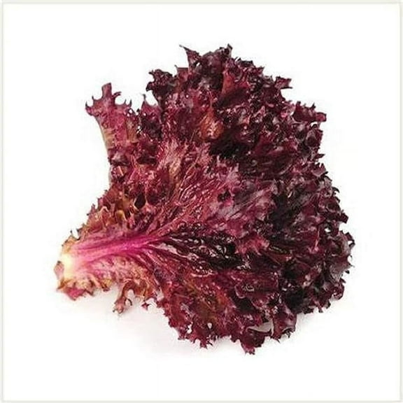 Lettuce Seed, Red Leaf Lettuce, Lolla Rosa, Heirloom, Non GMO 200 Seeds