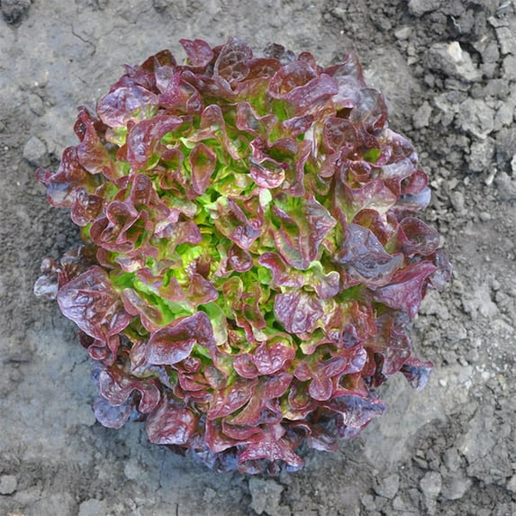 Lettuce Seeds - Bellevue Mto Organic Variety Lettuce Seeds - Non-GMO - 50 Seeds