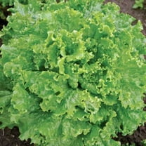 Lettuce Seeds - Bergam’S Green Mto Organic Variety Lettuce Seeds - Non-GMO - 50 Pelleted Seeds
